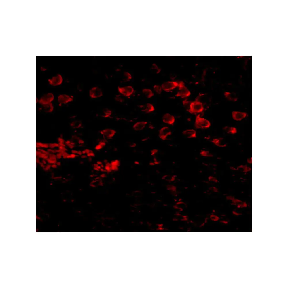 ProSci 5115_S MATN4 Antibody, ProSci, 0.02 mg/Unit Tertiary Image