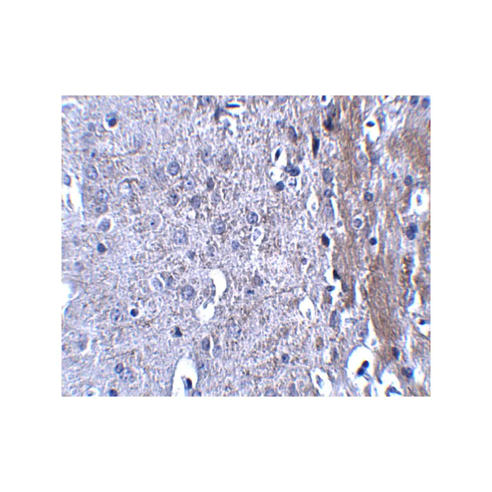 ProSci 5115_S MATN4 Antibody, ProSci, 0.02 mg/Unit Secondary Image