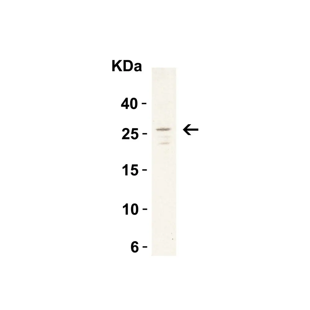 ProSci 3289 MD-2 Antibody, ProSci, 0.1 mg/Unit Secondary Image