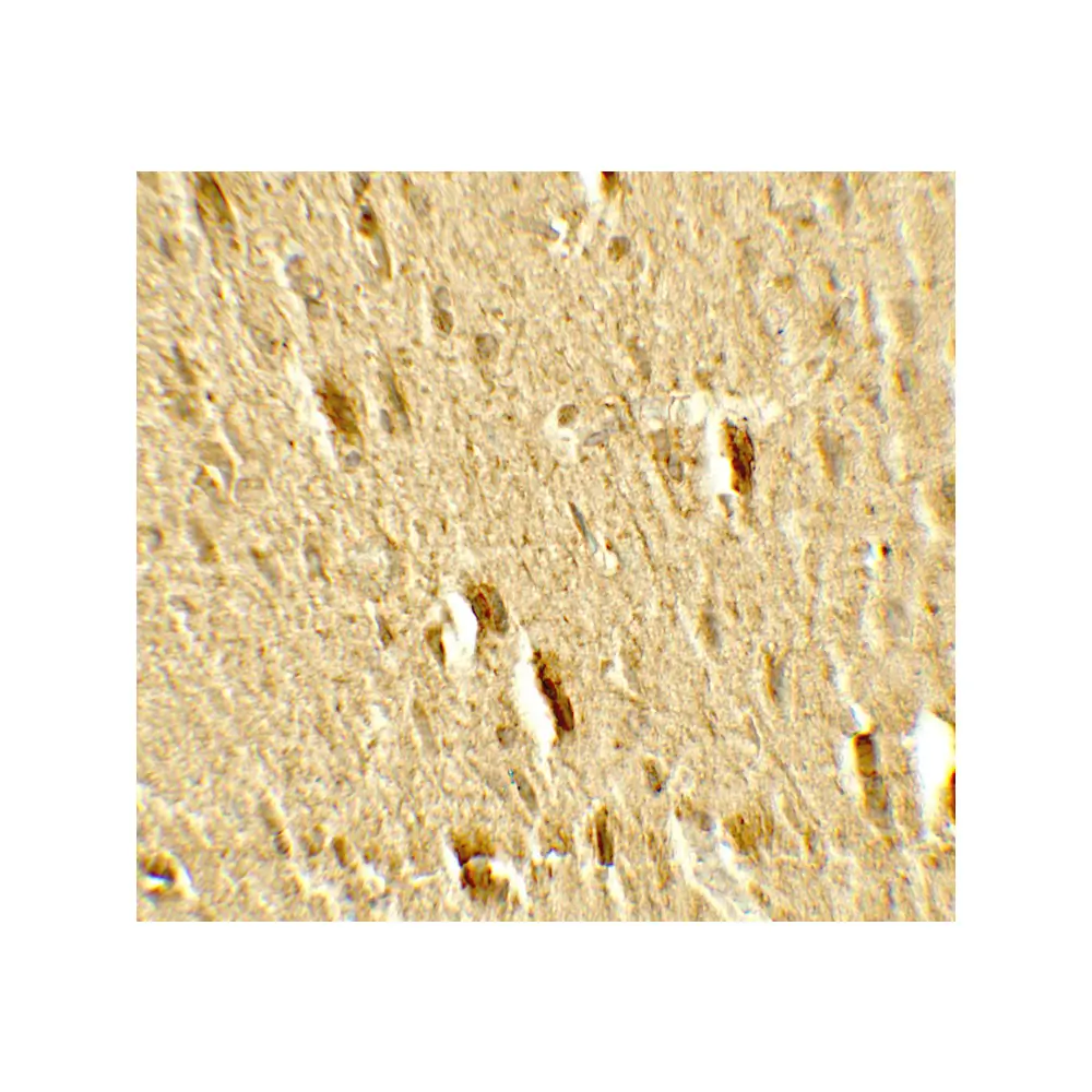 ProSci 7863 MFN2 Antibody, ProSci, 0.1 mg/Unit Secondary Image