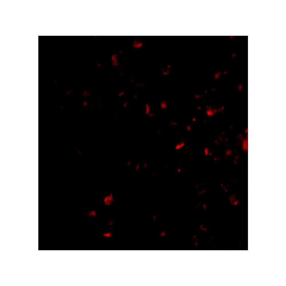 ProSci 4275 MORF4 Antibody, ProSci, 0.1 mg/Unit Tertiary Image