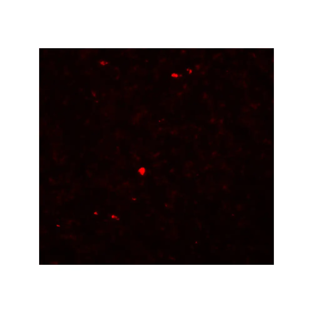 ProSci 5995 MOX1 Antibody, ProSci, 0.1 mg/Unit Tertiary Image