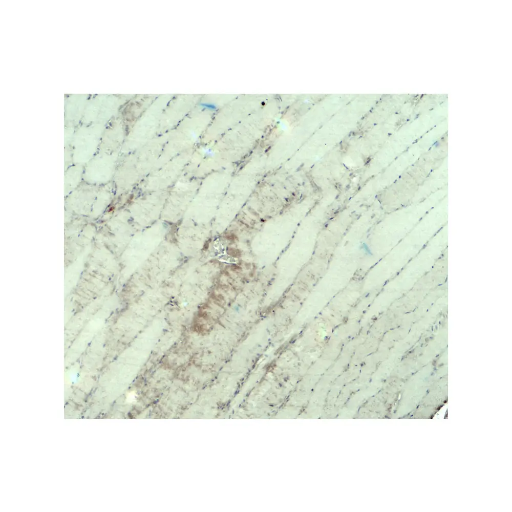 ProSci 8087 MYH3 Antibody, ProSci, 0.1 mg/Unit Secondary Image