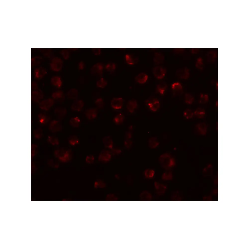 ProSci 5445_S Mimitin Antibody, ProSci, 0.02 mg/Unit Secondary Image