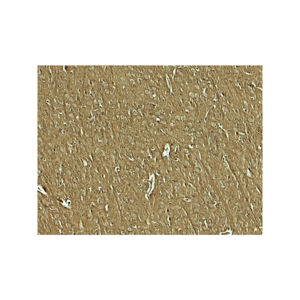 ProSci 8147 NAP1L5 Antibody, ProSci, 0.1 mg/Unit Secondary Image