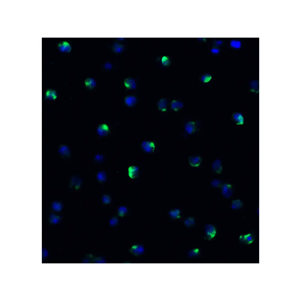 ProSci 9663_S NCOA4 (IN) Antibody, ProSci, 0.02 mg/Unit Quaternary Image