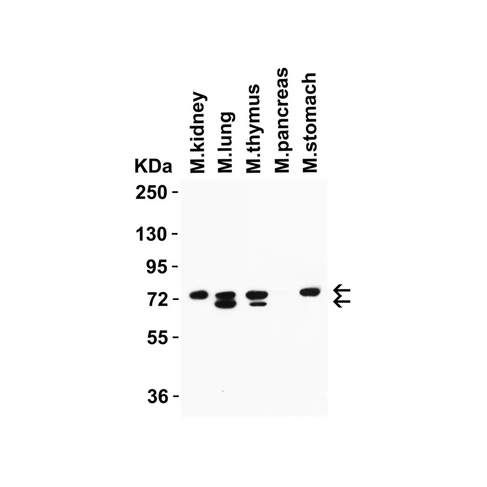 ProSci 9663_S NCOA4 (IN) Antibody, ProSci, 0.02 mg/Unit Secondary Image