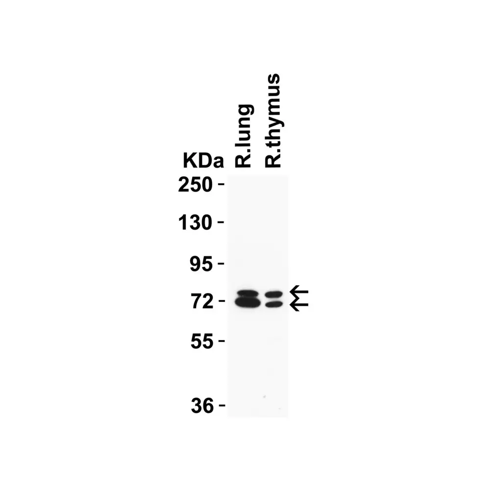 ProSci 9663_S NCOA4 (IN) Antibody, ProSci, 0.02 mg/Unit Tertiary Image