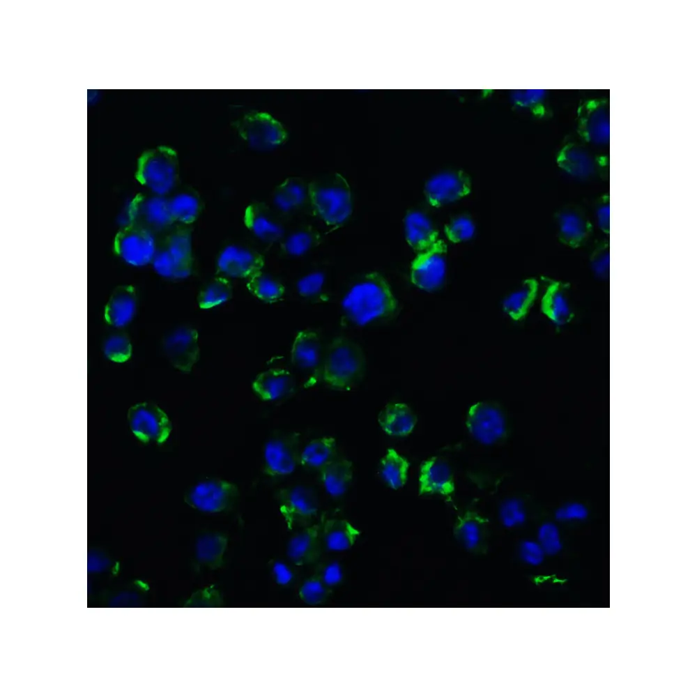 ProSci 3593_S NGFR Antibody, ProSci, 0.02 mg/Unit Tertiary Image