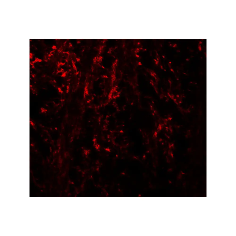 ProSci 7967 NINJ1 Antibody, ProSci, 0.1 mg/Unit Secondary Image