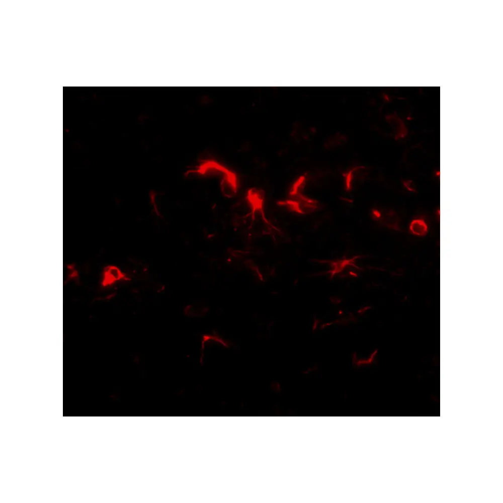 ProSci 4957_S NIPSNAP3B Antibody, ProSci, 0.02 mg/Unit Tertiary Image