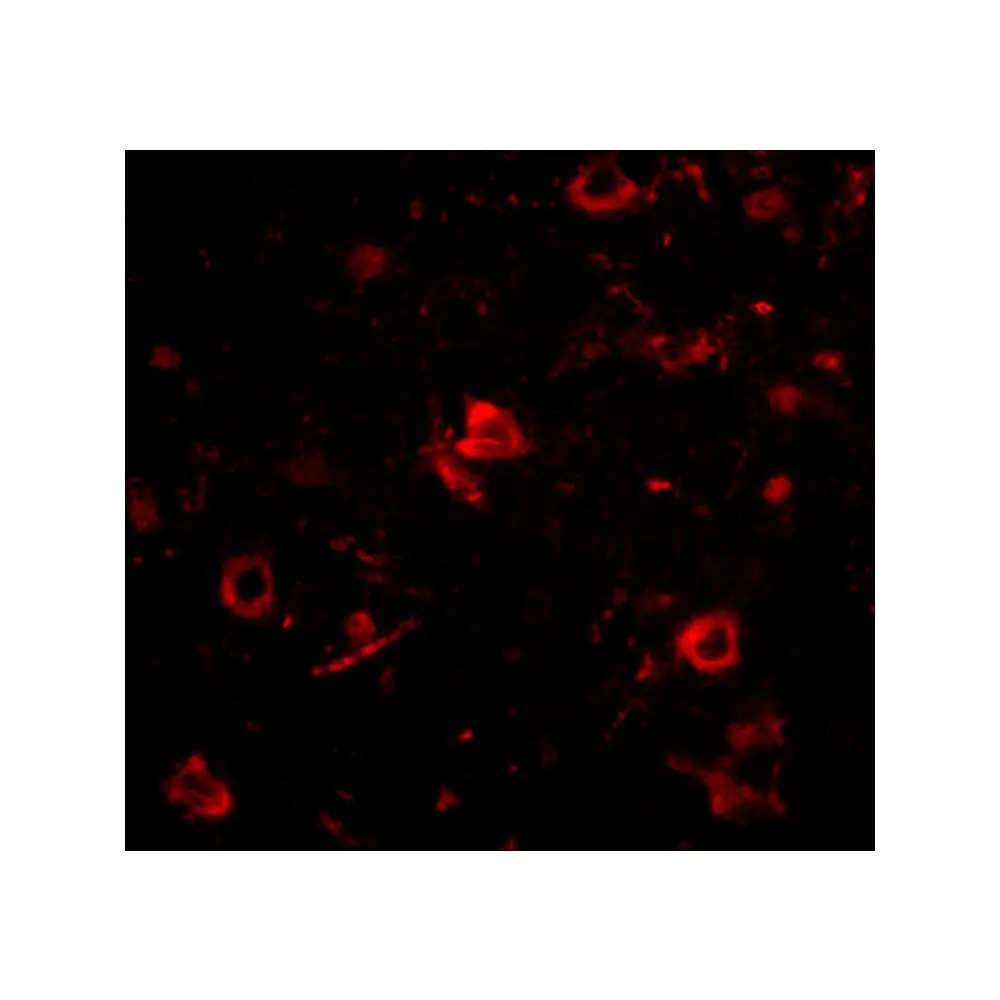 ProSci 4653_S Nanos3 Antibody, ProSci, 0.02 mg/Unit Tertiary Image