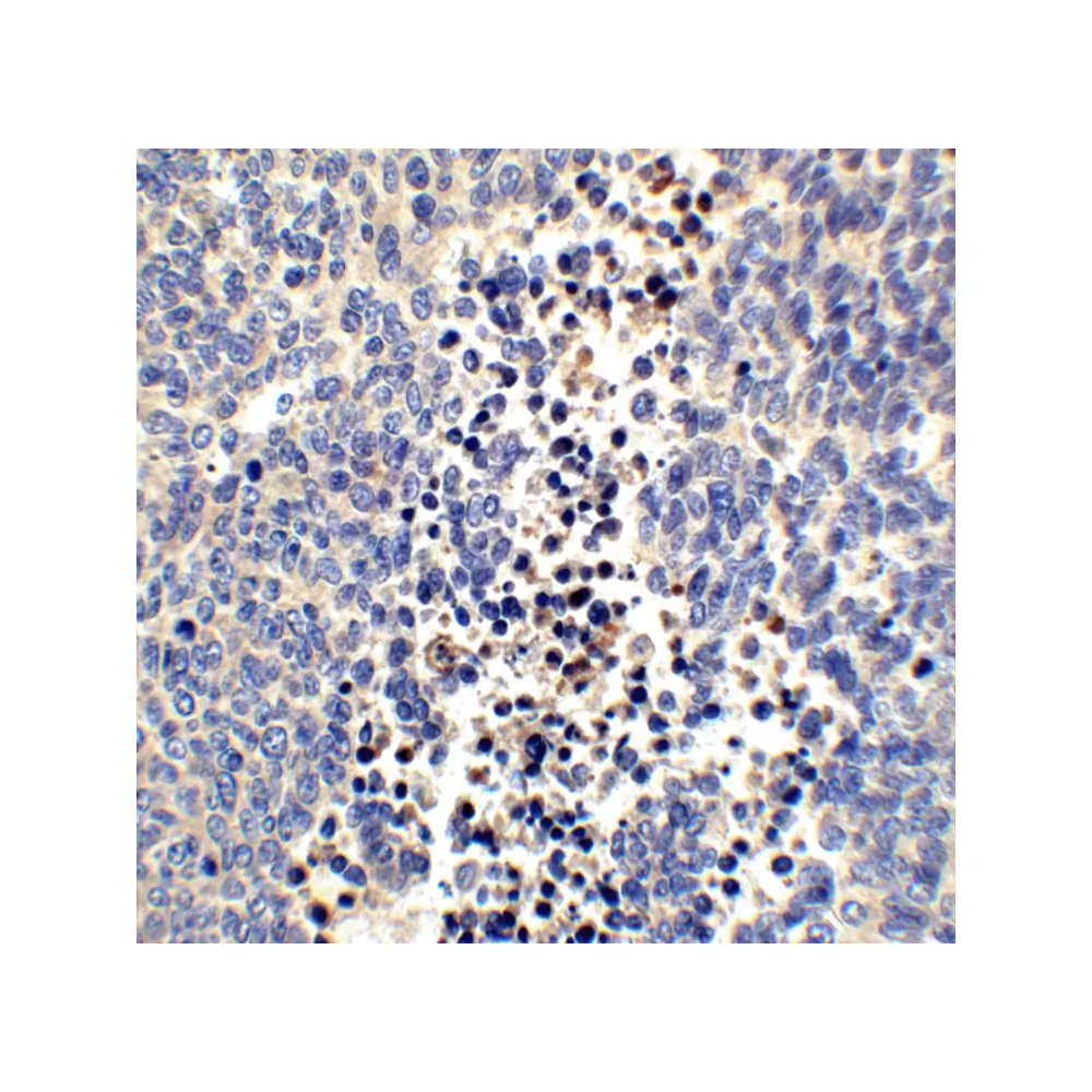 ProSci 4101 Neuritin Antibody, ProSci, 0.1 mg/Unit Quaternary Image