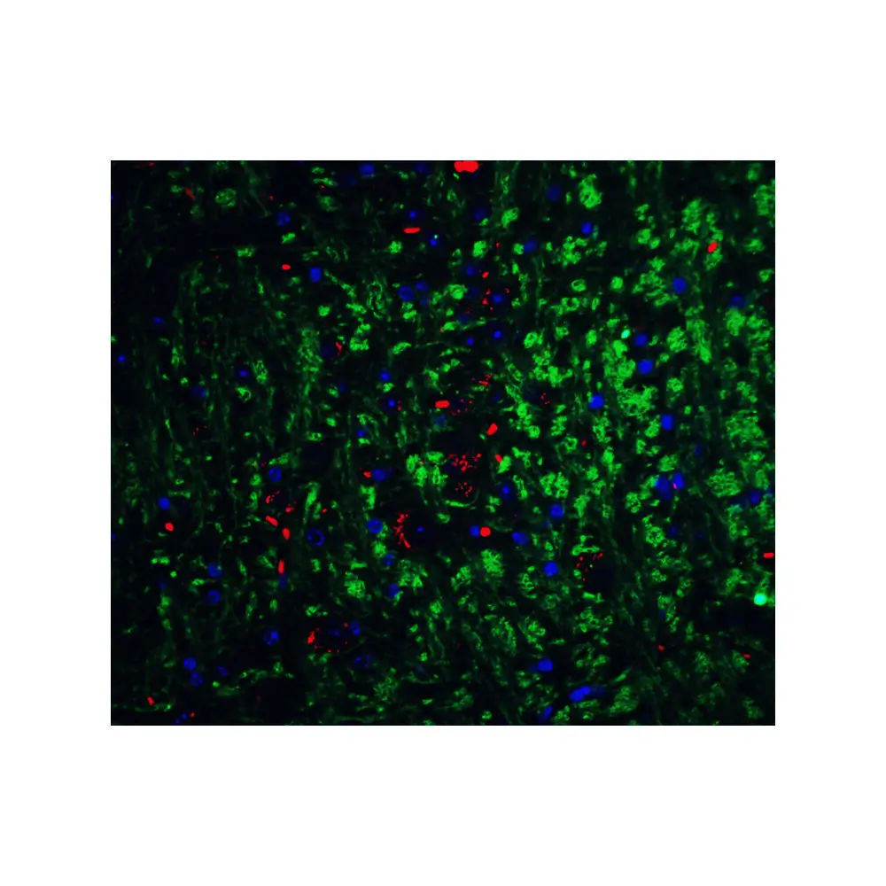 ProSci 1121_S Neurturin Antibody, ProSci, 0.02 mg/Unit Senary Image