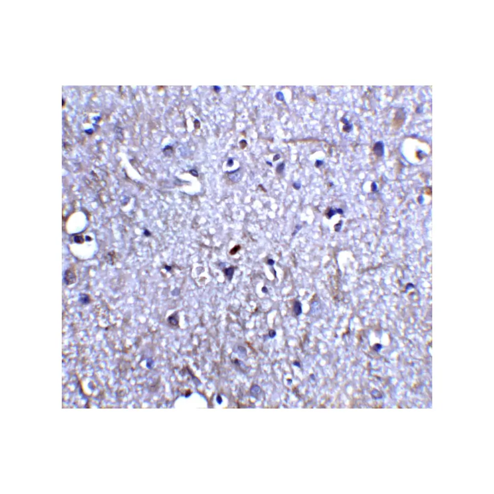 ProSci 1121_S Neurturin Antibody, ProSci, 0.02 mg/Unit Quaternary Image