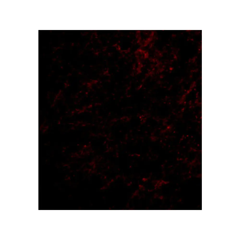 ProSci 4379 Nhe-1 Antibody, ProSci, 0.1 mg/Unit Tertiary Image