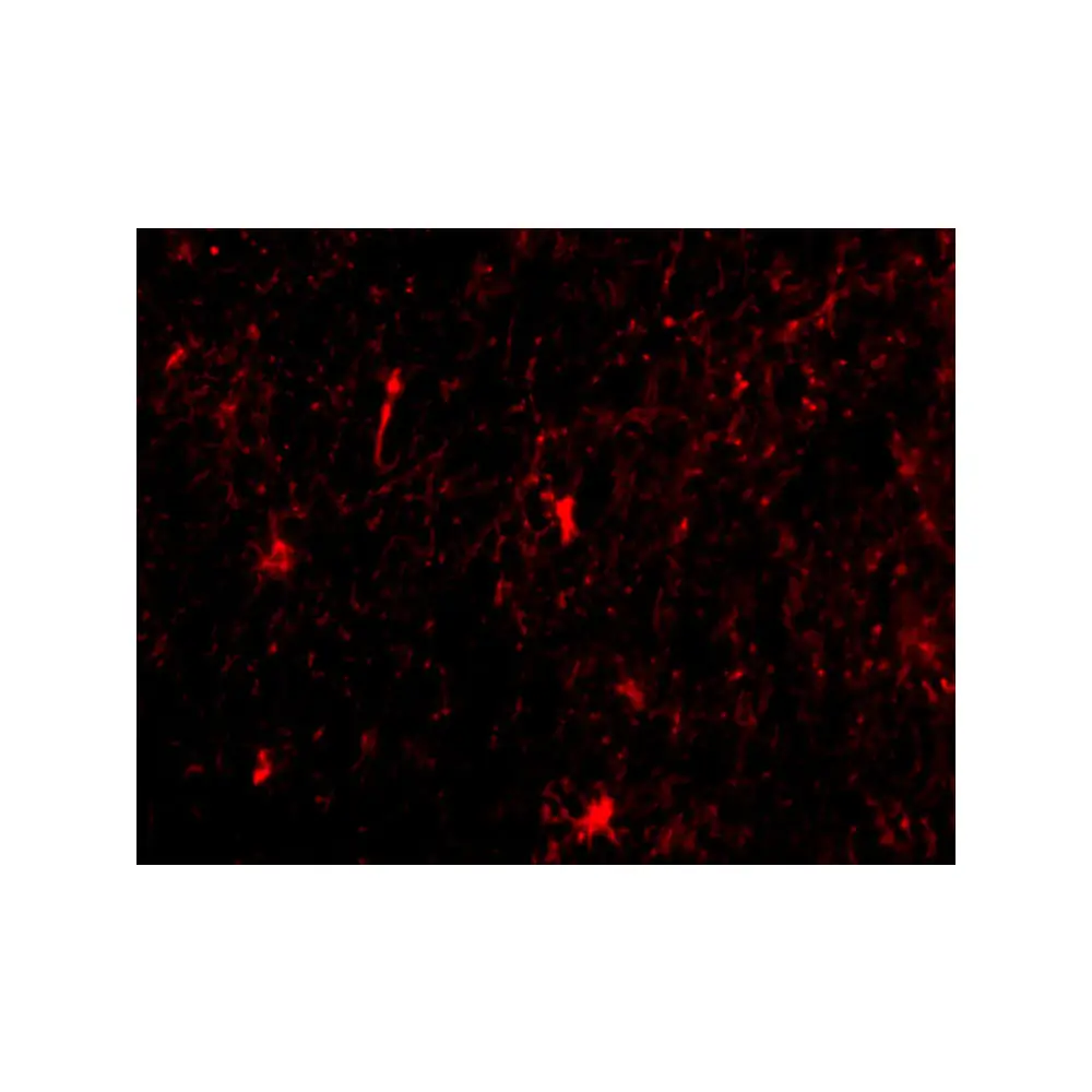 ProSci 3985 Nicastrin Antibody, ProSci, 0.1 mg/Unit Tertiary Image