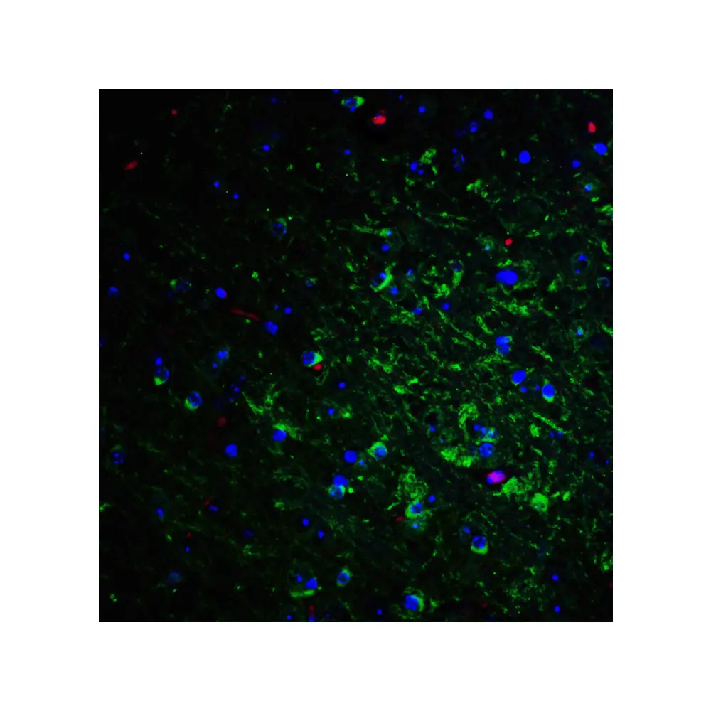 ProSci 4089 NogoA Antibody, ProSci, 0.1 mg/Unit Senary Image