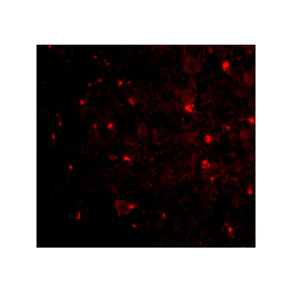 ProSci 4089_S NogoA Antibody, ProSci, 0.02 mg/Unit Tertiary Image