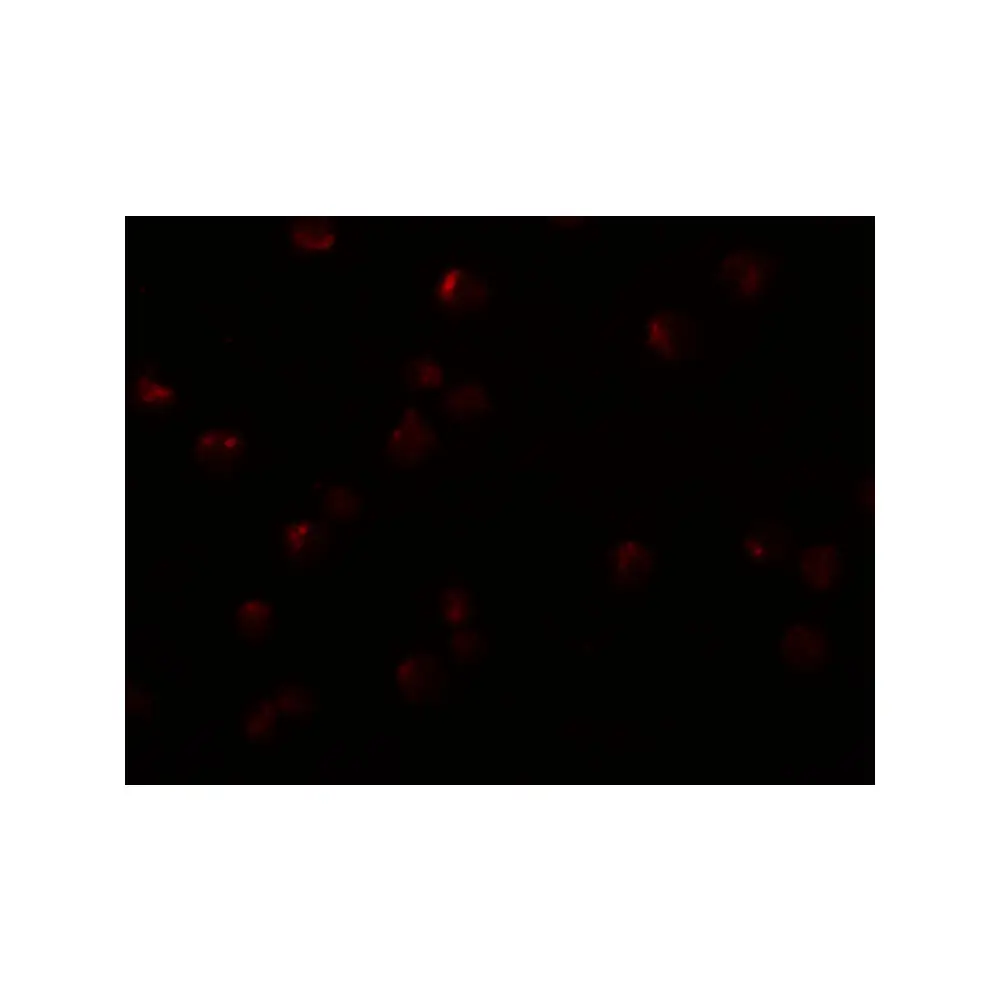 ProSci 5465_S OCIAD2 Antibody, ProSci, 0.02 mg/Unit Secondary Image