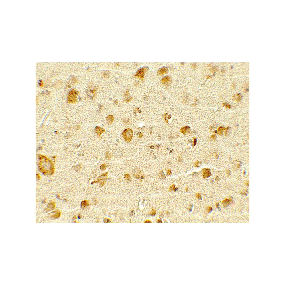 ProSci 7741_S OLIG1 Antibody, ProSci, 0.02 mg/Unit Secondary Image