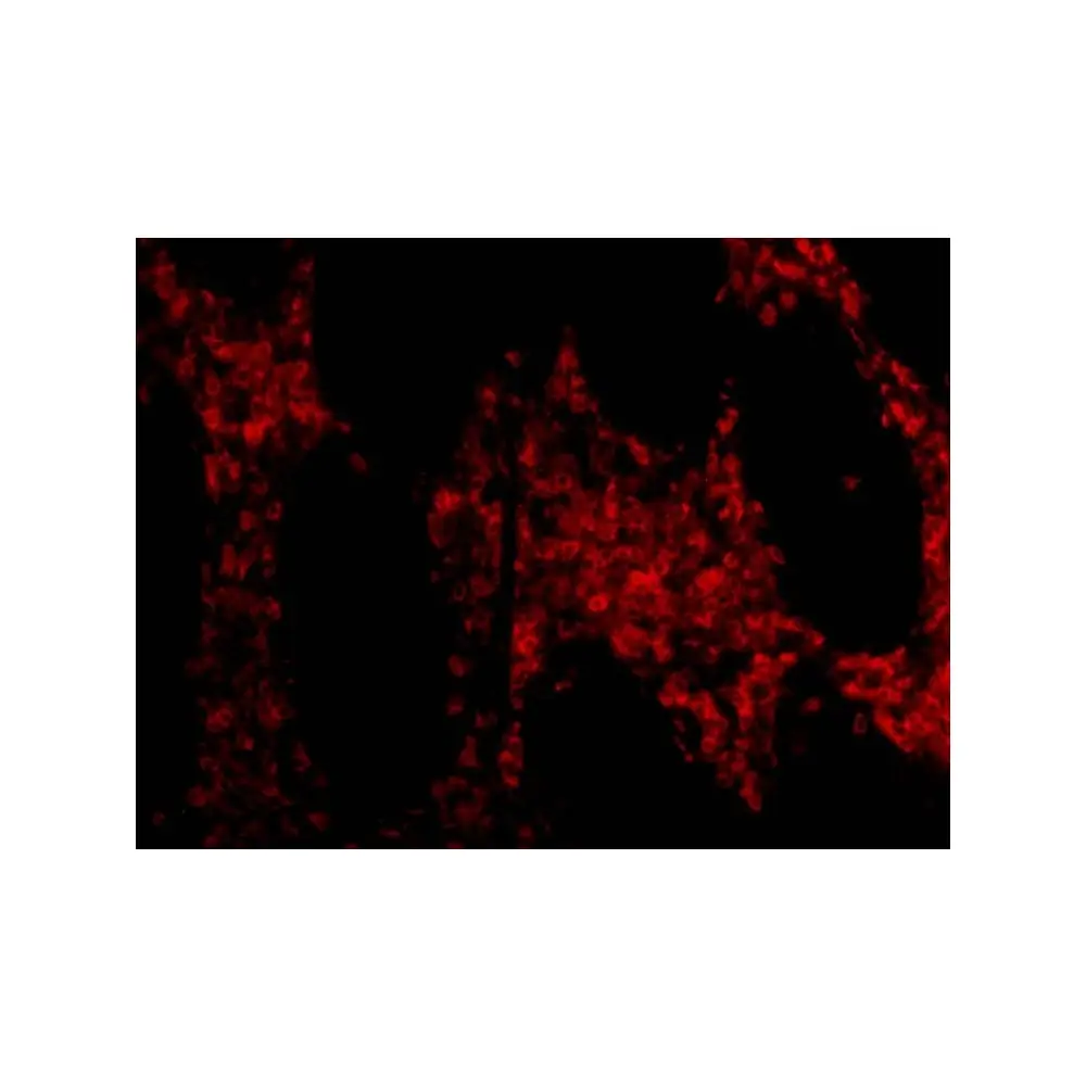 ProSci 3319 OMI Antibody, ProSci, 0.1 mg/Unit Tertiary Image