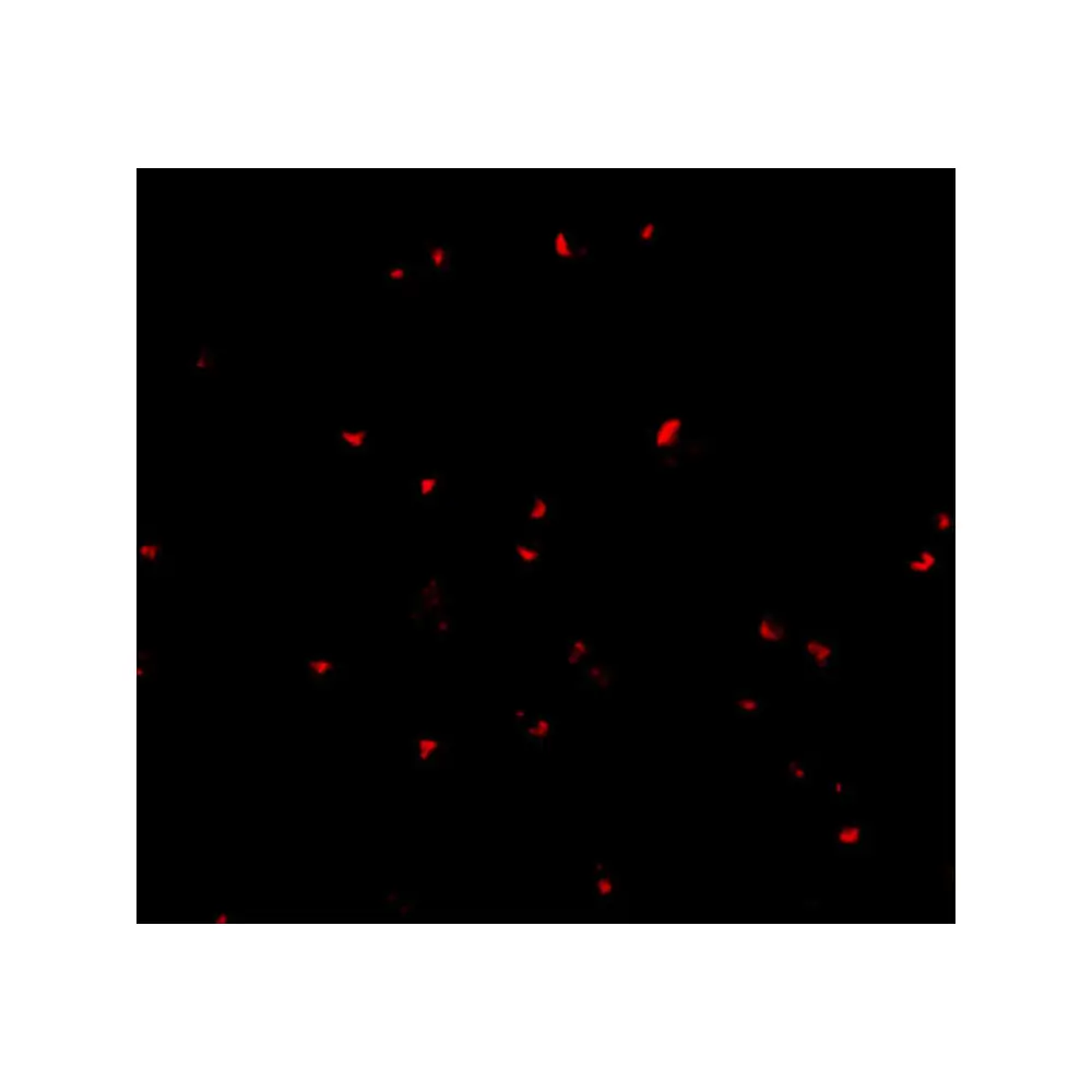 ProSci 4111_S ORAI2 Antibody, ProSci, 0.02 mg/Unit Tertiary Image