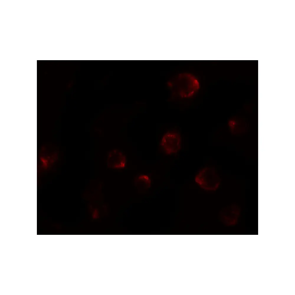 ProSci 8015_S P2RX7 Antibody, ProSci, 0.02 mg/Unit Tertiary Image