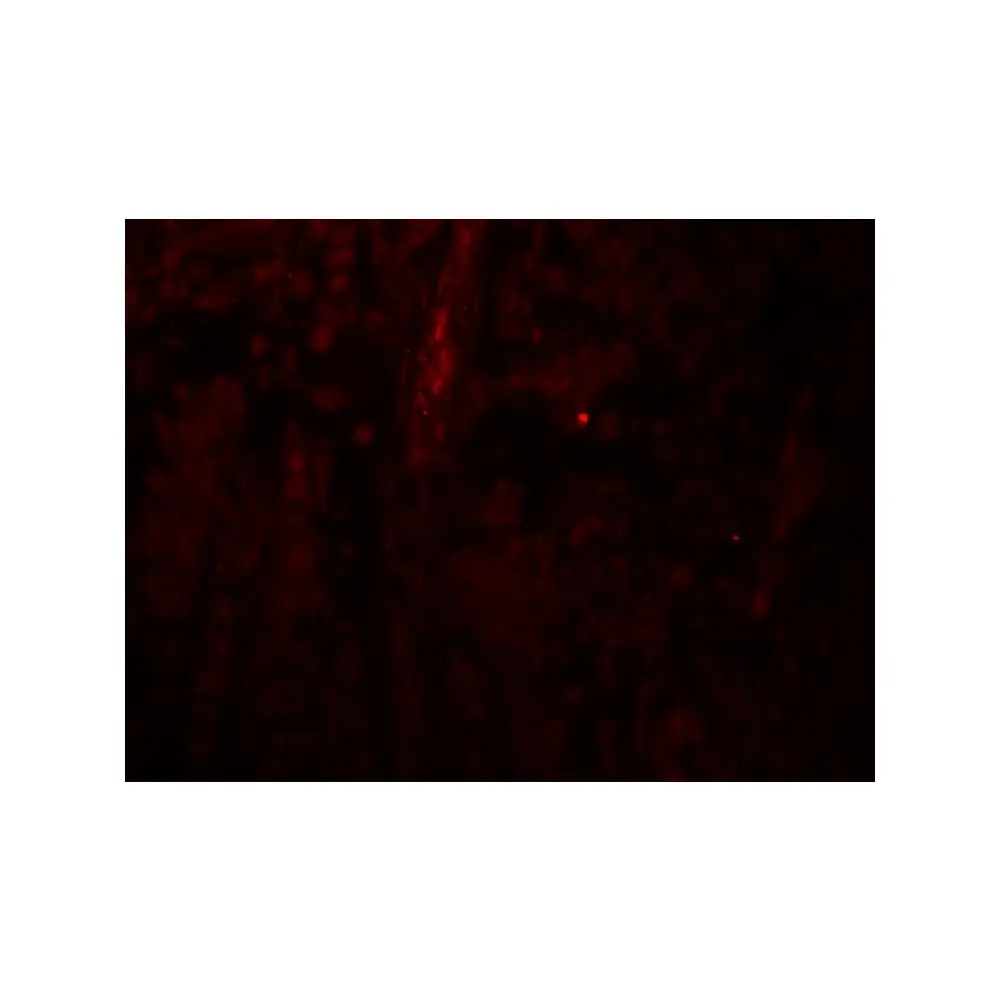 ProSci 8187 PACS1 Antibody, ProSci, 0.1 mg/Unit Tertiary Image