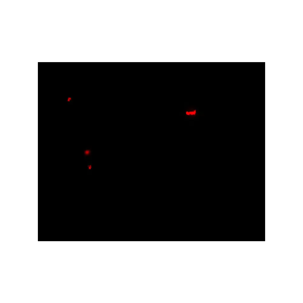 ProSci 7097_S PANX1 Antibody, ProSci, 0.02 mg/Unit Secondary Image