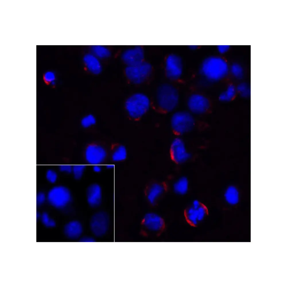 ProSci RF16001 PD1 Antibody [4D6], ProSci, 0.1 mg/Unit Quaternary Image