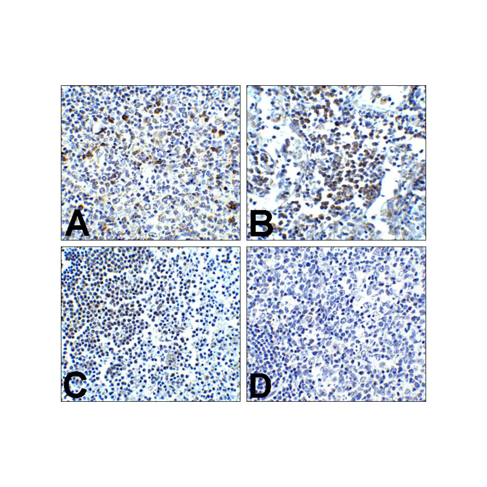 ProSci RF16001 PD1 Antibody [4D6], ProSci, 0.1 mg/Unit Secondary Image