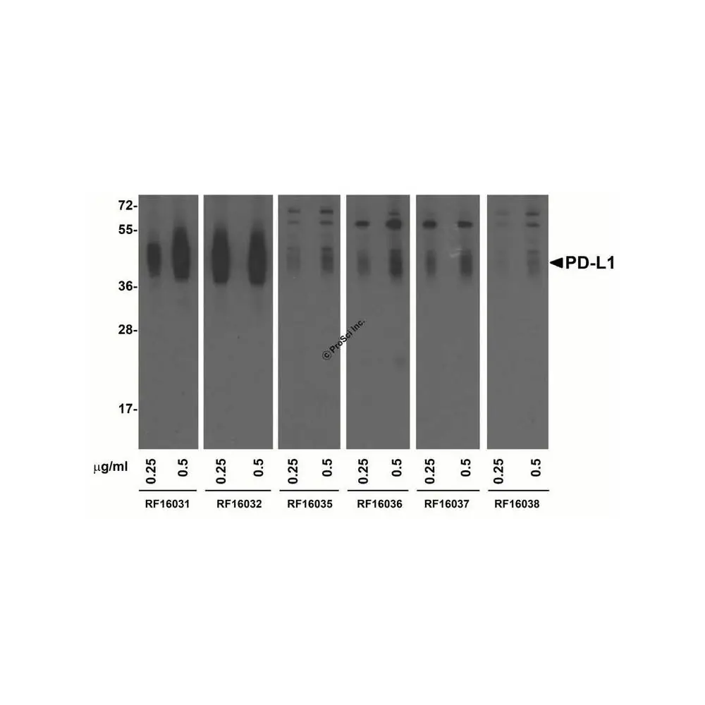 ProSci RF16030 PDL1 Detection Set (Risk Free), ProSci, 1 Set/Unit Secondary Image