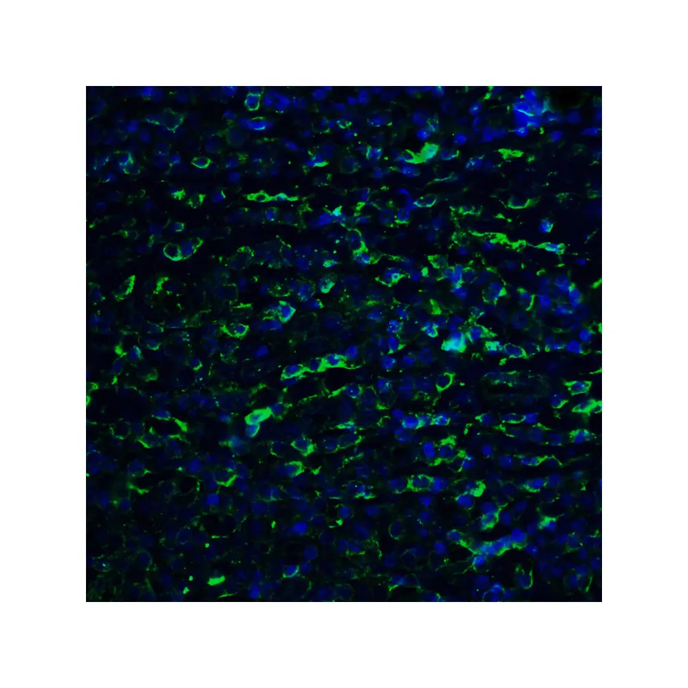 ProSci RF16025_S PDL2 Antibody [10H6], ProSci, 0.02 mg/Unit Quaternary Image