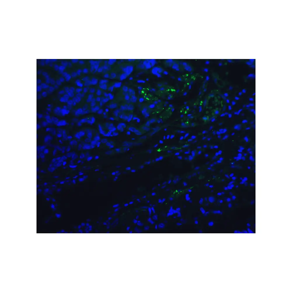 ProSci RF16006_S PD1 Antibody [5D3], ProSci, 0.02 mg/Unit Tertiary Image