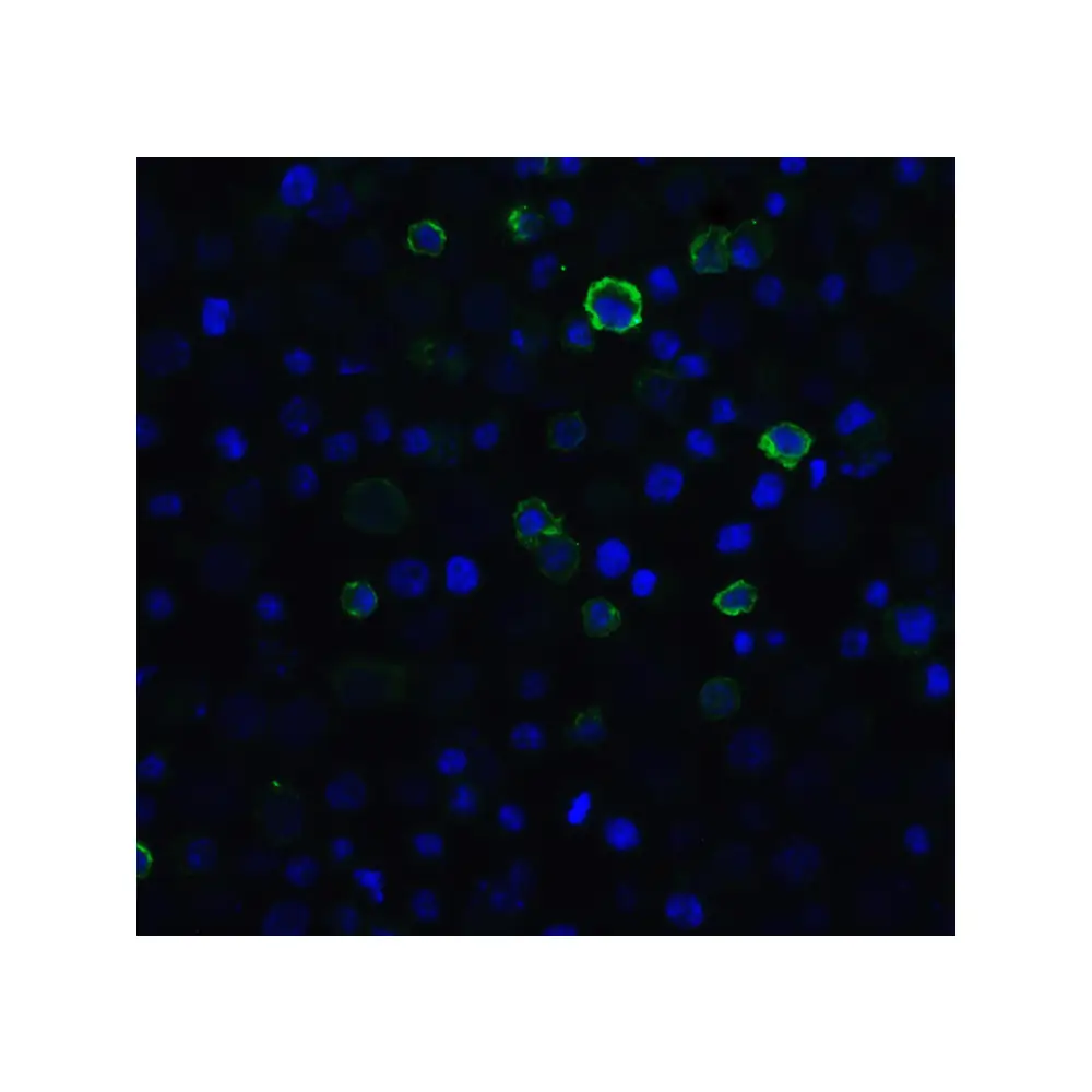 ProSci RF16006_S PD1 Antibody [5D3], ProSci, 0.02 mg/Unit Secondary Image