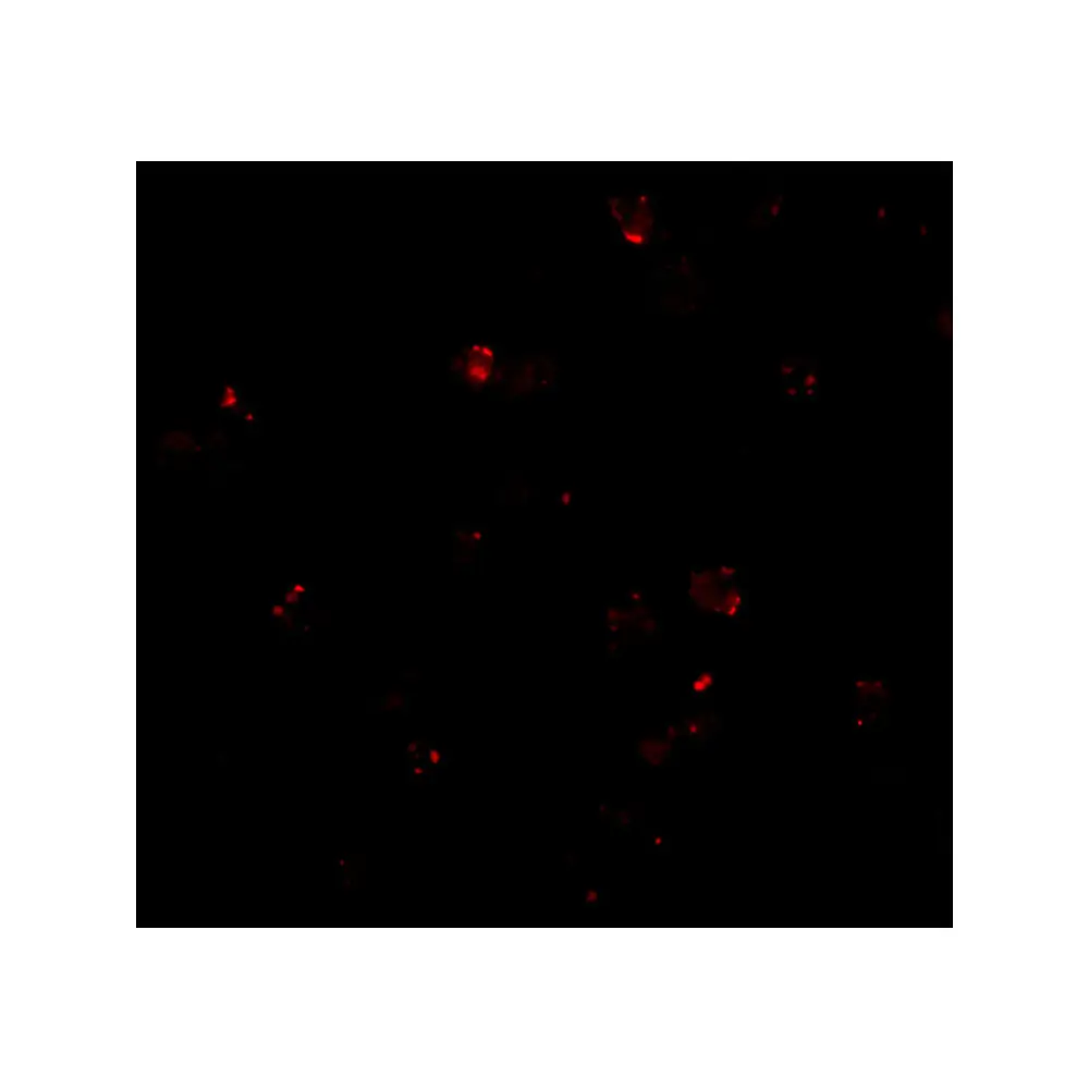 ProSci 3979_S PEN2 Antibody, ProSci, 0.02 mg/Unit Secondary Image