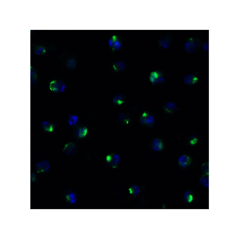 ProSci 9671 PEX10 (CT) Antibody, ProSci, 0.1 mg/Unit Quaternary Image