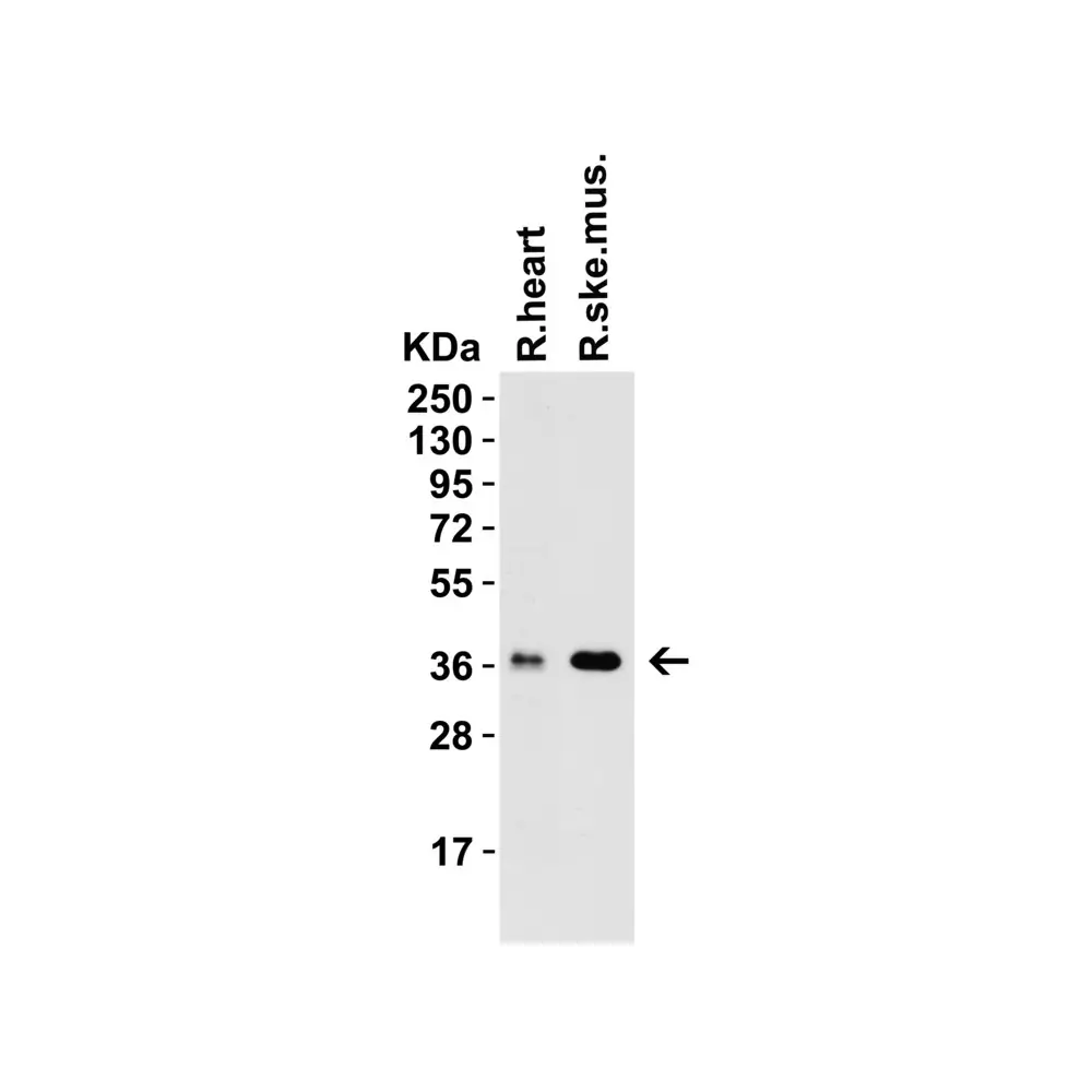 ProSci 9671 PEX10 (CT) Antibody, ProSci, 0.1 mg/Unit Tertiary Image