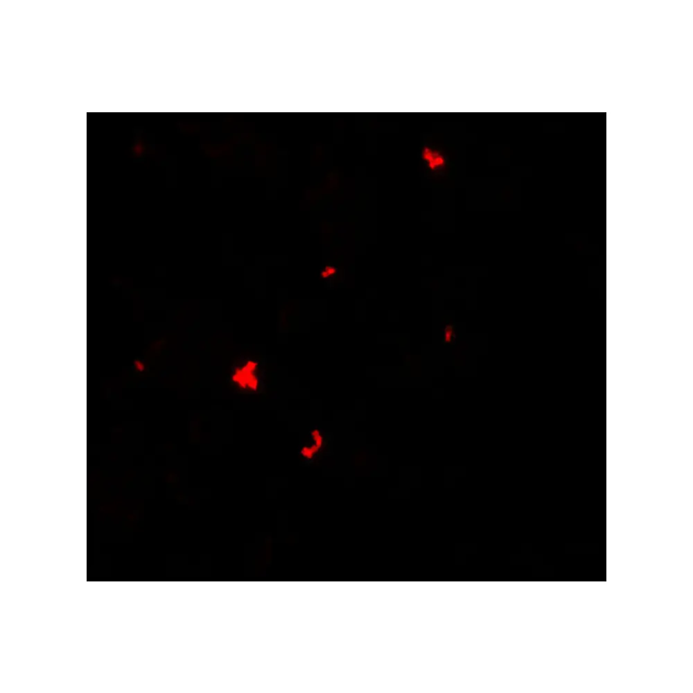 ProSci 7019 PHLPP1 Antibody, ProSci, 0.1 mg/Unit Tertiary Image