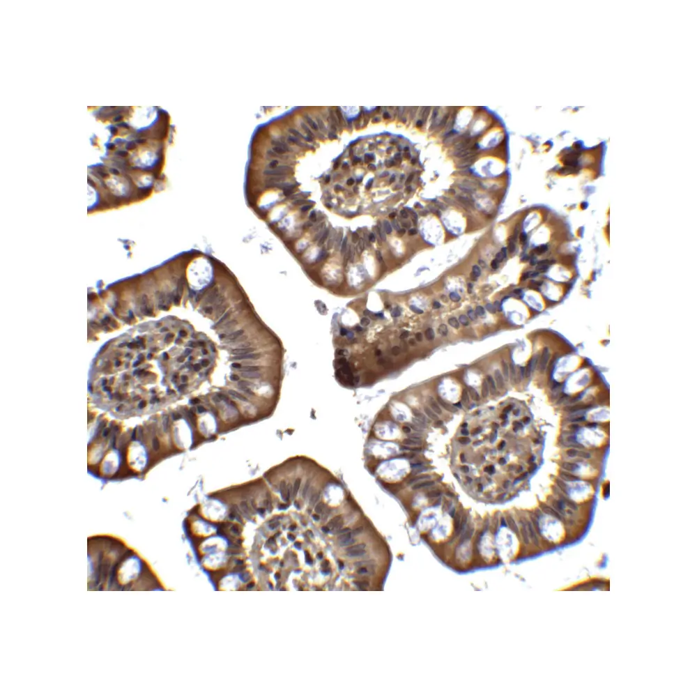 ProSci 2443_S PID Antibody, ProSci, 0.02 mg/Unit Quaternary Image