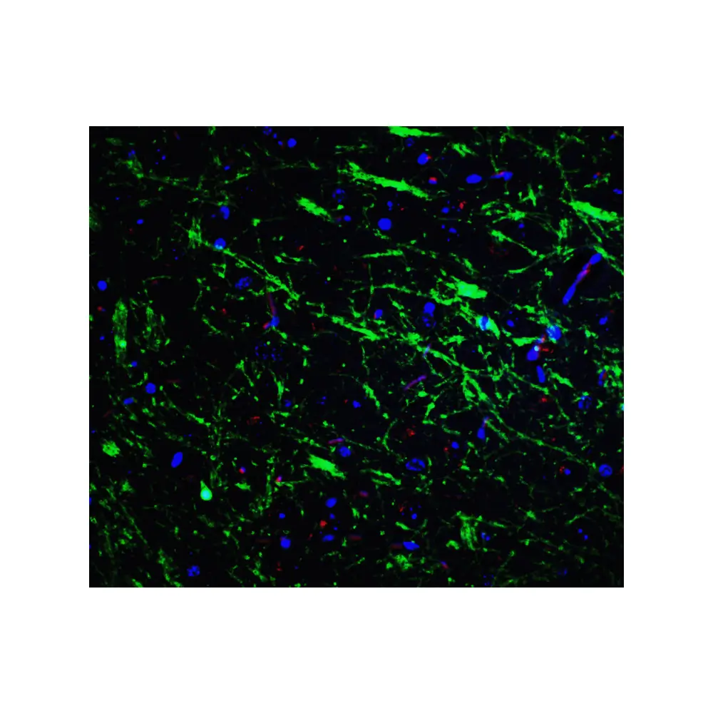 ProSci 7859 PINK1 Antibody, ProSci, 0.1 mg/Unit Tertiary Image