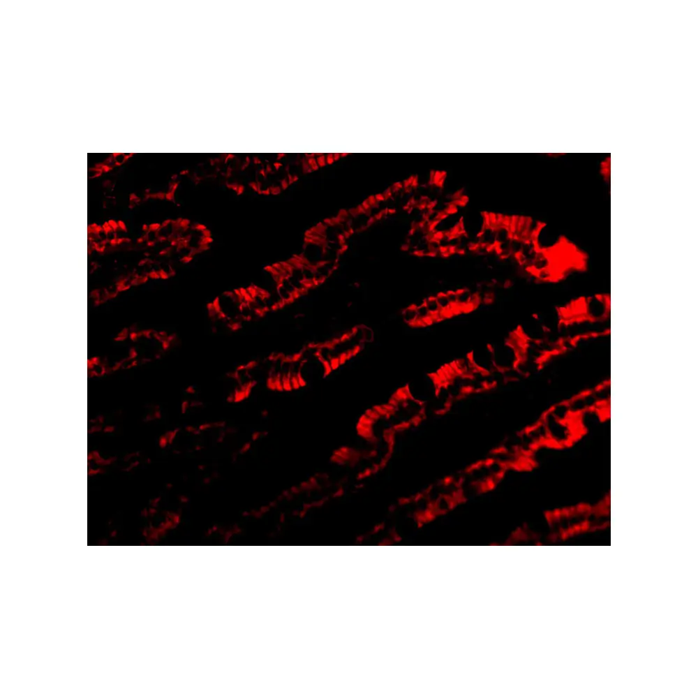 ProSci 3631 PIST Antibody, ProSci, 0.1 mg/Unit Tertiary Image