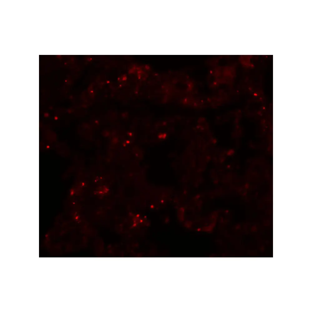 ProSci 5483_S PLEKHM1 Antibody, ProSci, 0.02 mg/Unit Tertiary Image