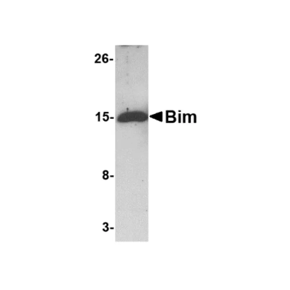 ProSci PM-4821_S Bim Antibody [1C2H4] , ProSci, 0.02 mg/Unit Primary Image