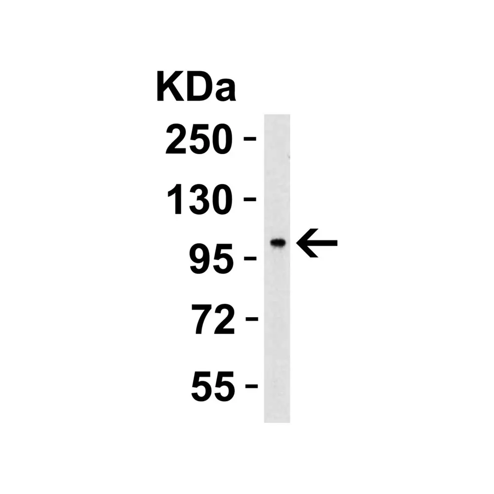 ProSci 7793_S PPARGC1A Antibody, ProSci, 0.02 mg/Unit Secondary Image