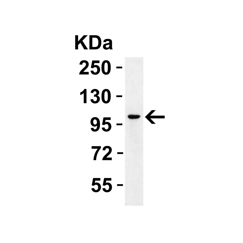 ProSci 7793_S PPARGC1A Antibody, ProSci, 0.02 mg/Unit Quaternary Image