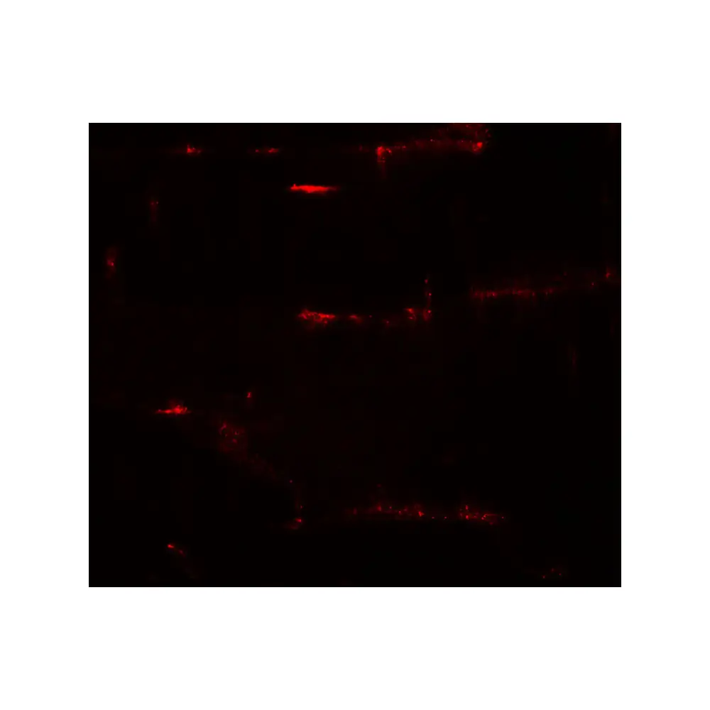 ProSci 6821 PRC1 Antibody, ProSci, 0.1 mg/Unit Tertiary Image