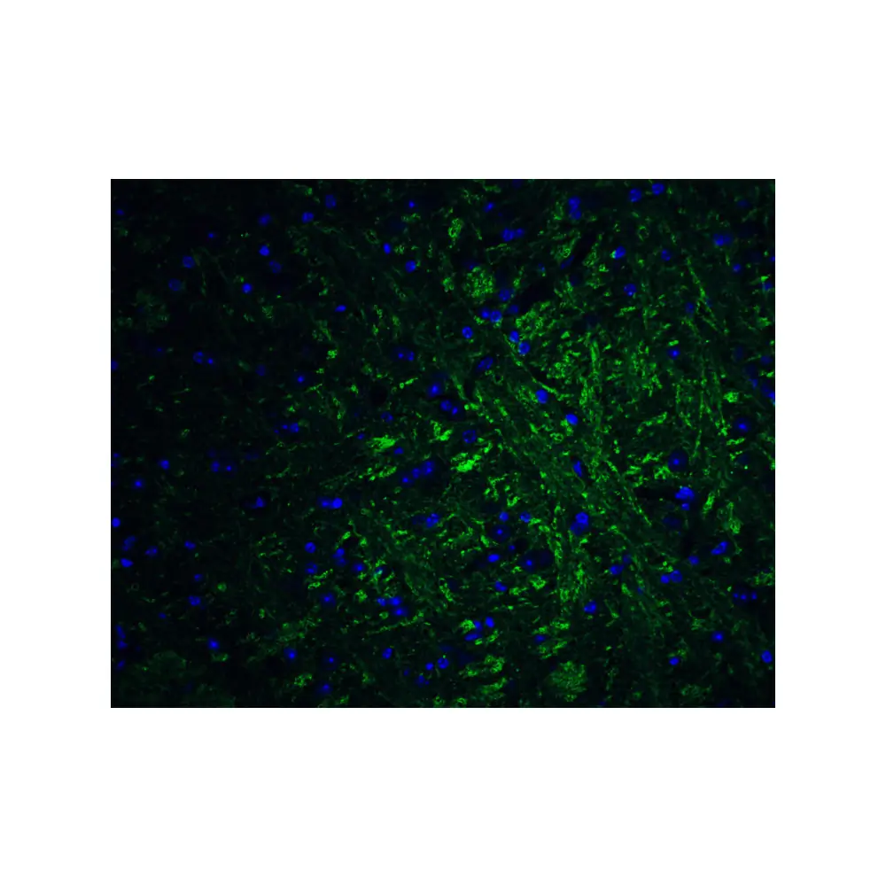 ProSci 5555 PRDM16 Antibody, ProSci, 0.1 mg/Unit Quaternary Image