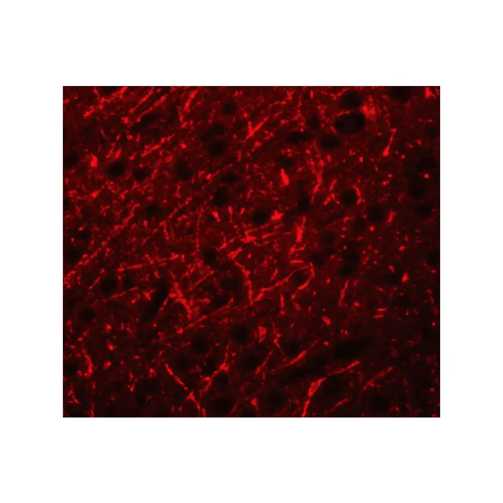 ProSci 5555 PRDM16 Antibody, ProSci, 0.1 mg/Unit Tertiary Image